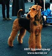 РУС КОРНЕЛС СТАЙЛИШ АЛЕКСАНДРА