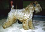 WHEASTONE RUSKA